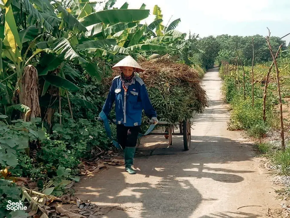 Seek Sophie option picture