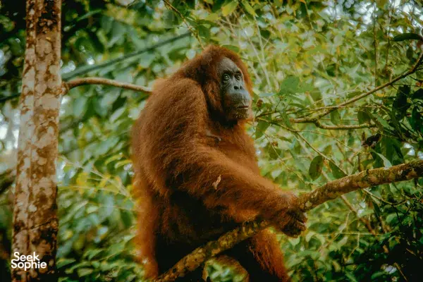 Orangutan perched on a tree branch in the jungle canopy, body turned sideways and reaching outward among leaves.