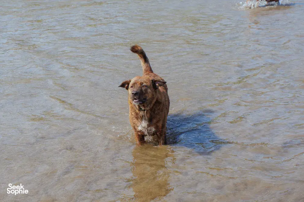 Heritage dog in shallow water on a Bali beach, head above the waves during a rescue-focused conservation trip