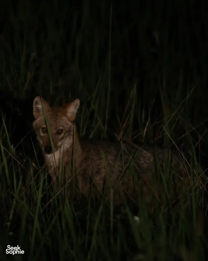 Small brown wild animal peering from night grass during a wildlife safari spotting in Khao Yai National Park
