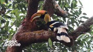 Seek Sophie option picture