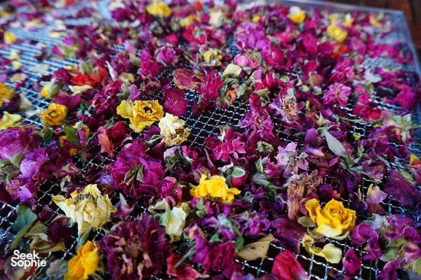 Discover the Healing Magic of Plants with Seasoned Herbalist