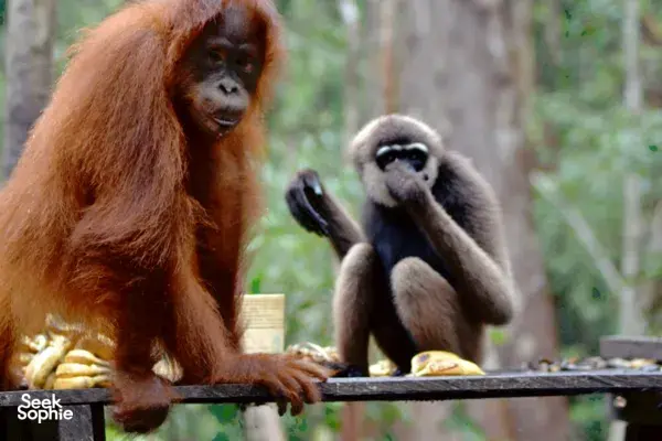 3D2N Shared Tanjung Puting Cruise | Perfect For Solo Travellers