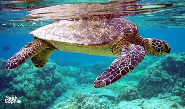 Private Nusa Penida Snorkelling Trip | Free Underwater Photos