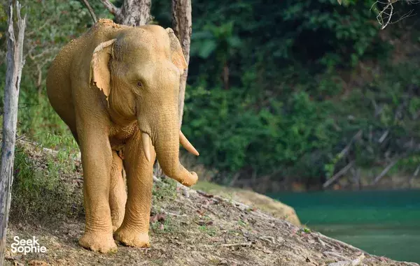 Elephant standing by a riverside with forested hills in the distance on a wildlife tour in Khao Sok National Park