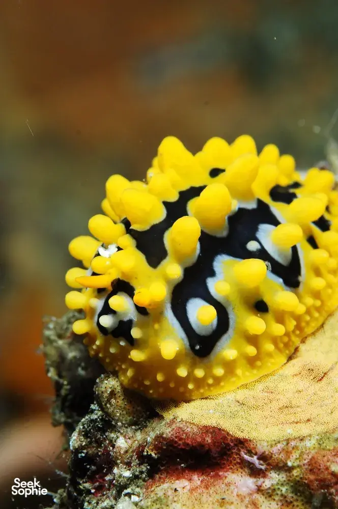 Seek Sophie option picture