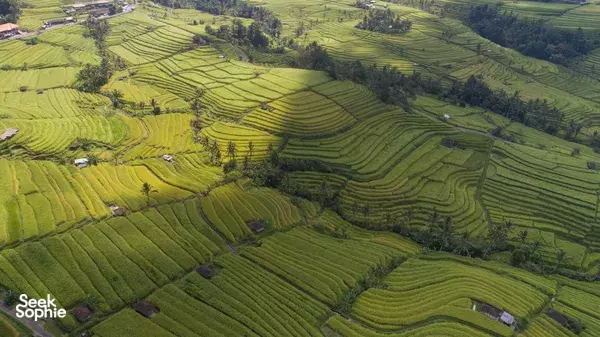 Aerial view of lush terraced rice fields in Tabanan, Bali, with patchwork green paddies stretching to the horizon