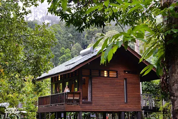Wooden cabin at Borneo Rainforest Lodge in Danum Valley, with balcony seating framed by dense tropical greenery
