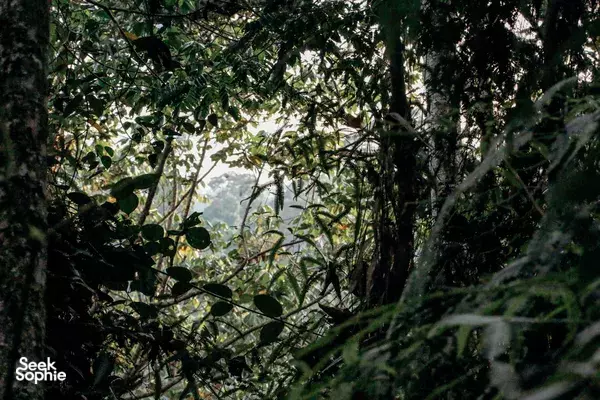 Sunlit rainforest canopy with dense leaves along the Kinabatangan & Deramakot jungle trails near Sandakan