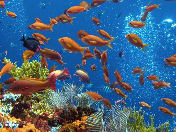 School of orange reef fish scattering above vibrant coral during a small-group 3D2N dive liveaboard Komodo Island