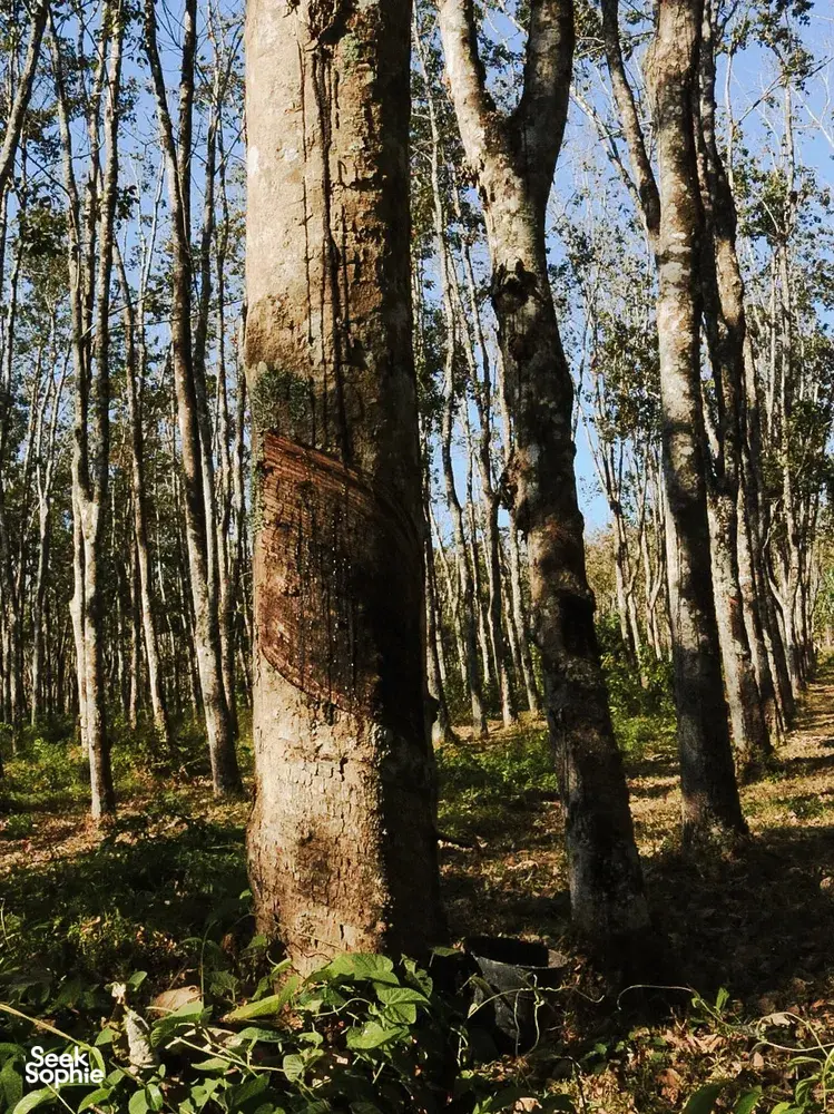 Sunlit forest of tall trees in Langkawi, showing the natural landscape explored on an eco cycling day
