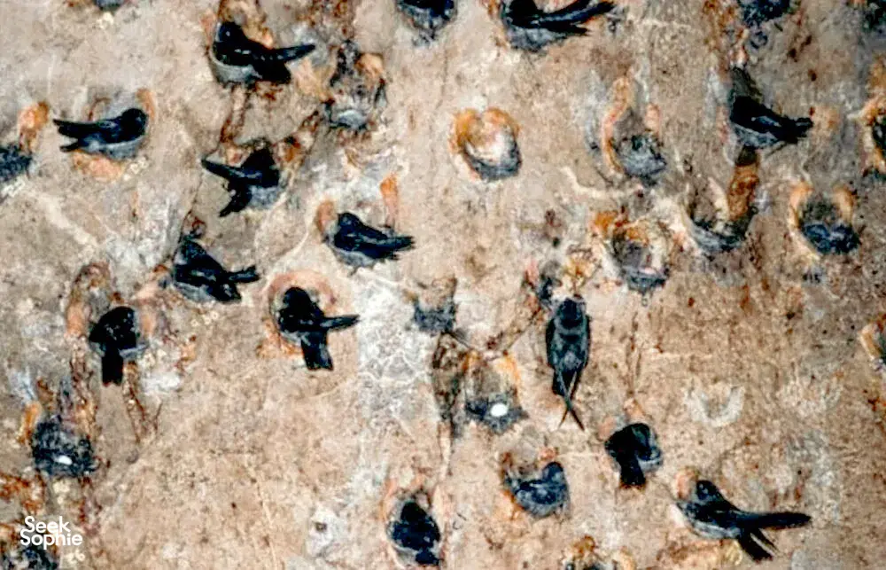 Dozens of bats cling to a rocky cave wall, suggesting a bat cave stop on the gold mine and jungle cycling trip