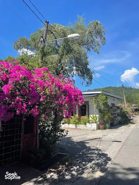 Sunlit village lane by Ilham Ceramic in Langkawi, framed by bright bougainvillea, potted plants and a white studio building.