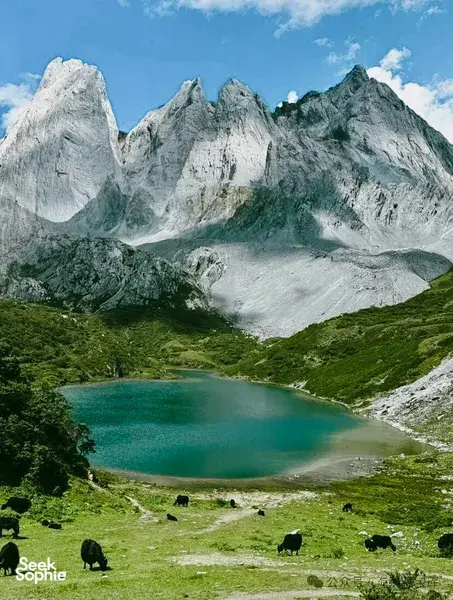 Turquoise alpine lake with green pasture and grazing yaks beneath jagged snow-capped peaks in Shangri-La