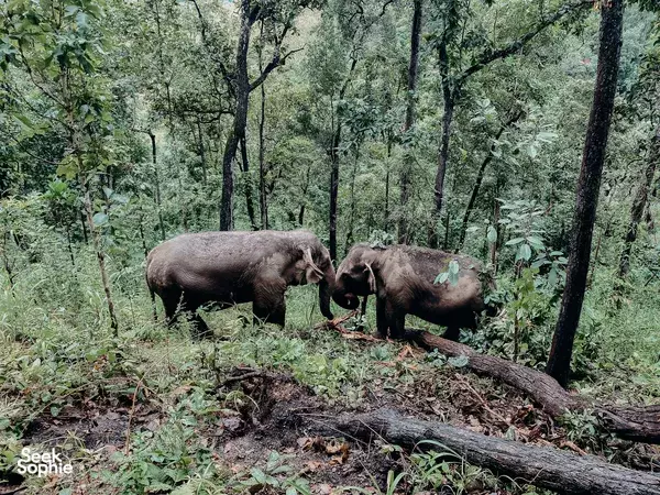 Two elephants walking past a fallen log in the forest at Burm & Emily's Elephant Sanctuary near Chiang Mai