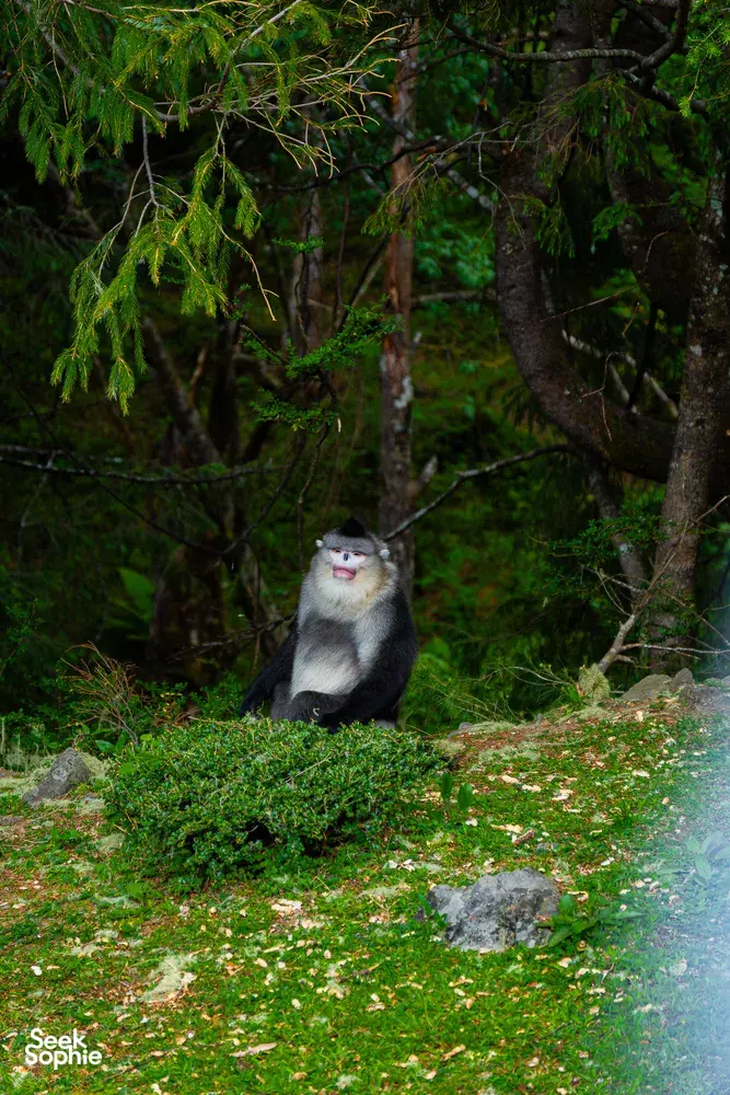 Giant panda resting on grass in a forest clearing beneath hanging branches, surrounded by lush green trees