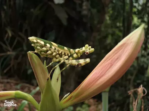 Close-up of a rainforest flower above the canopy at The Last Frontier Boutique Resort hilltop, near the Kinabatangan River