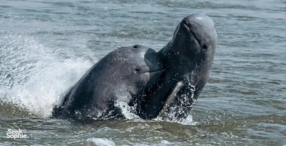 Spot rare Irrawady dolphins