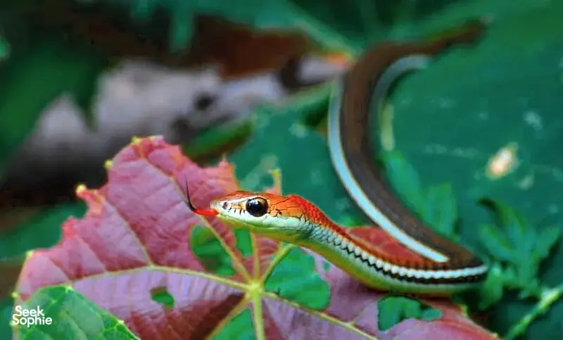 Seek Sophie option picture