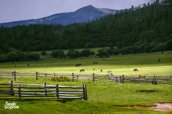 Grazing cattle in a lush high-altitude meadow with wooden fences and distant mountains around Shangri-La, Yunnan