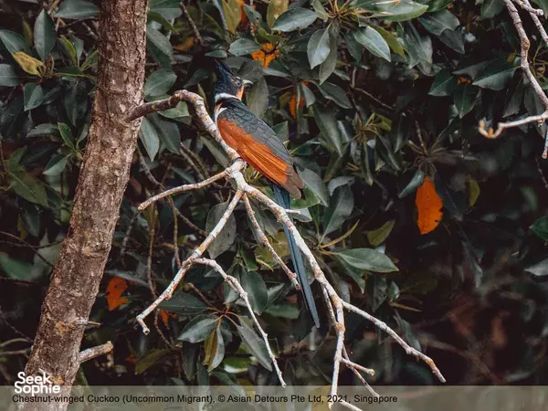 Chestnut-winged cuckoo standing on a branch amid thick leaves, seen during Kayak to Ketam: Secret Island Discovery in Singapore