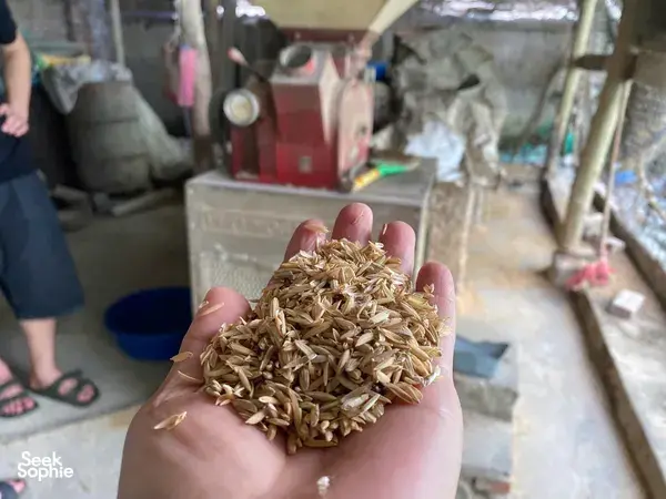 前景中一只手托着棕褐色的干豆渣颗粒，背景是河内一家工坊里的红色压豆机