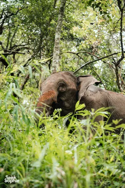 Juvenile elephant foraging in lush greenery on an ethical elephant observation trail with Elephant Eco Trails in Chiang Mai