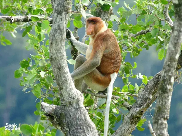Mangrove Wildlife Cruise: Spot Dolphins & Proboscis Monkeys