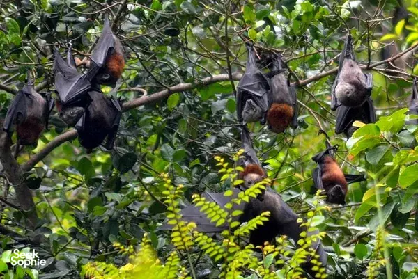 Fruit bats hanging in a leafy tree, their wings folded along branches as seen on a Langkawi UNESCO Geopark cruise