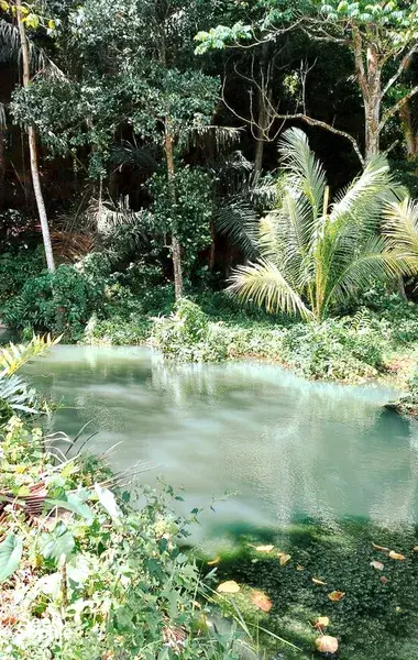 Still mangrove pool with dense green foliage and muddy banks during a hidden mangroves and village visit day trip, Labuan Bajo