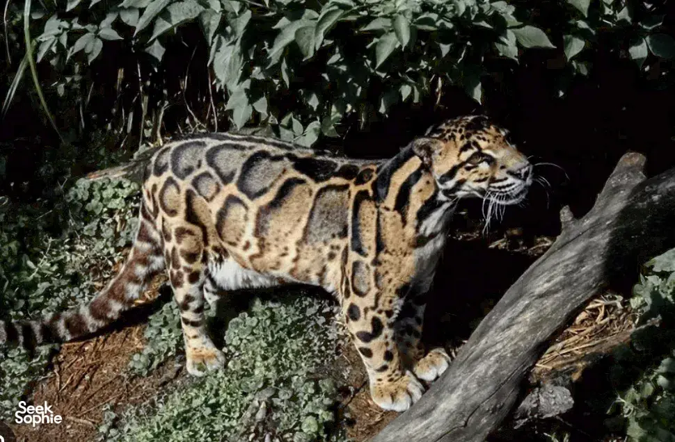 Seek Sophie option picture