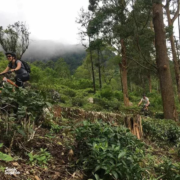 Tea Trails Cycling (for adventurous cyclists)