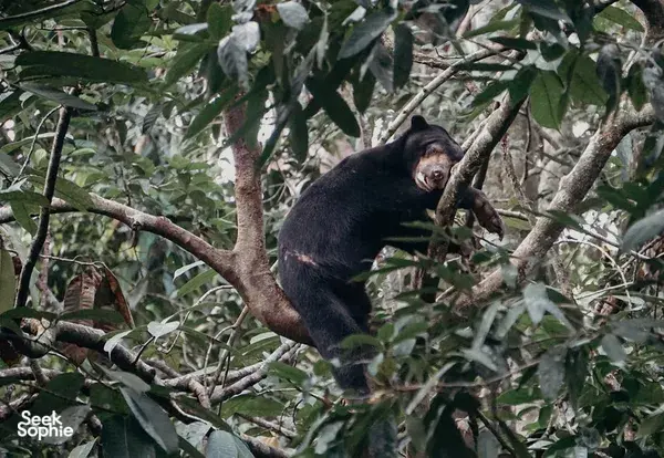 Sandakan Day Trip: Orangutan, Sun Bears, Rainforest Discovery Centre & Fireflies Cruise