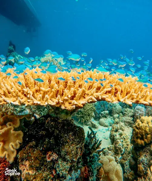 Labuan Bajo Half Day Snorkelling Trip | Rangko Cave & Boleng Beach