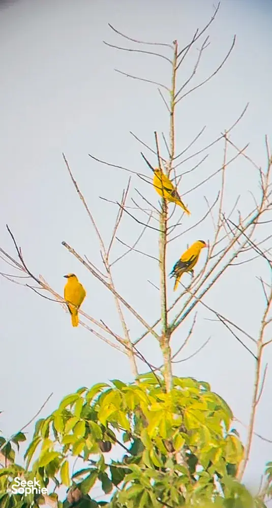 Bright yellow birds perched on bare branches in Langkawi, part of a naturalist-led birdwatching experience
