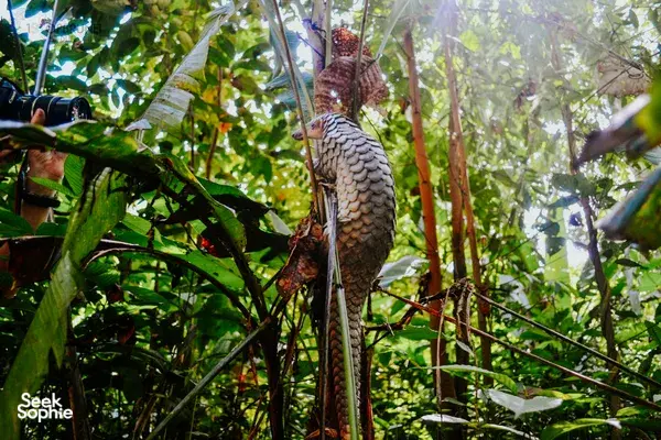 3D2N Beluran Safari with Conservationists | Quieter Deramakot Route