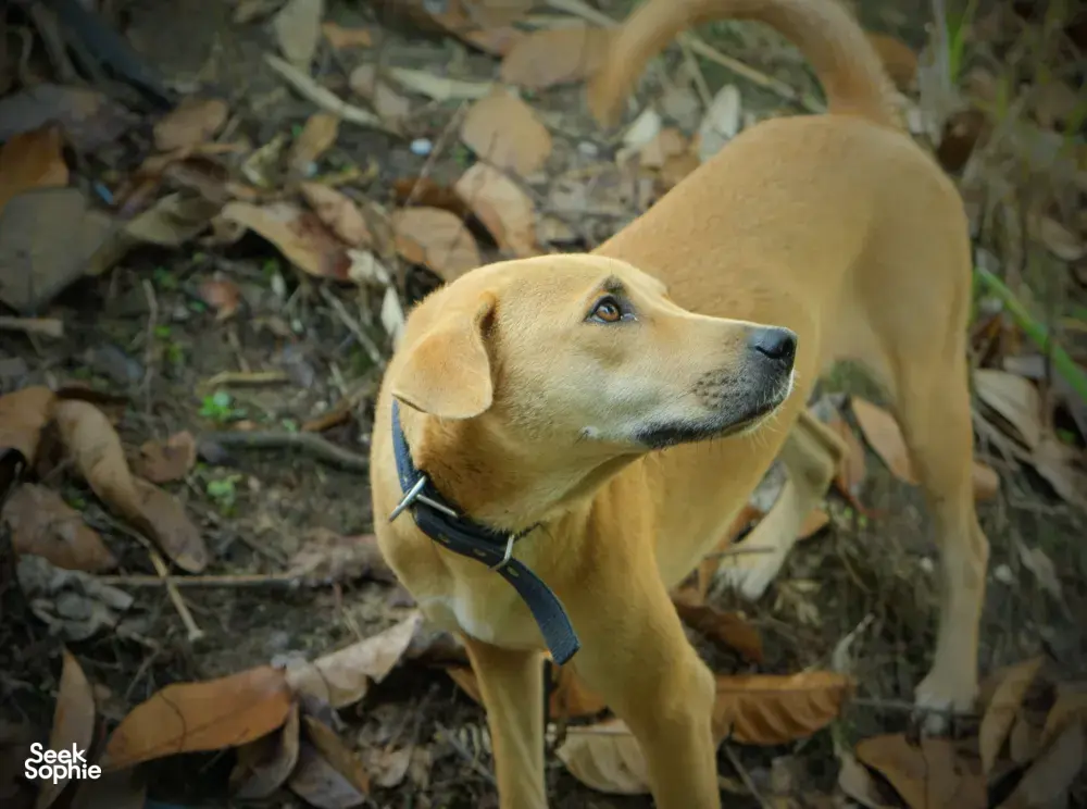 Seek Sophie option picture