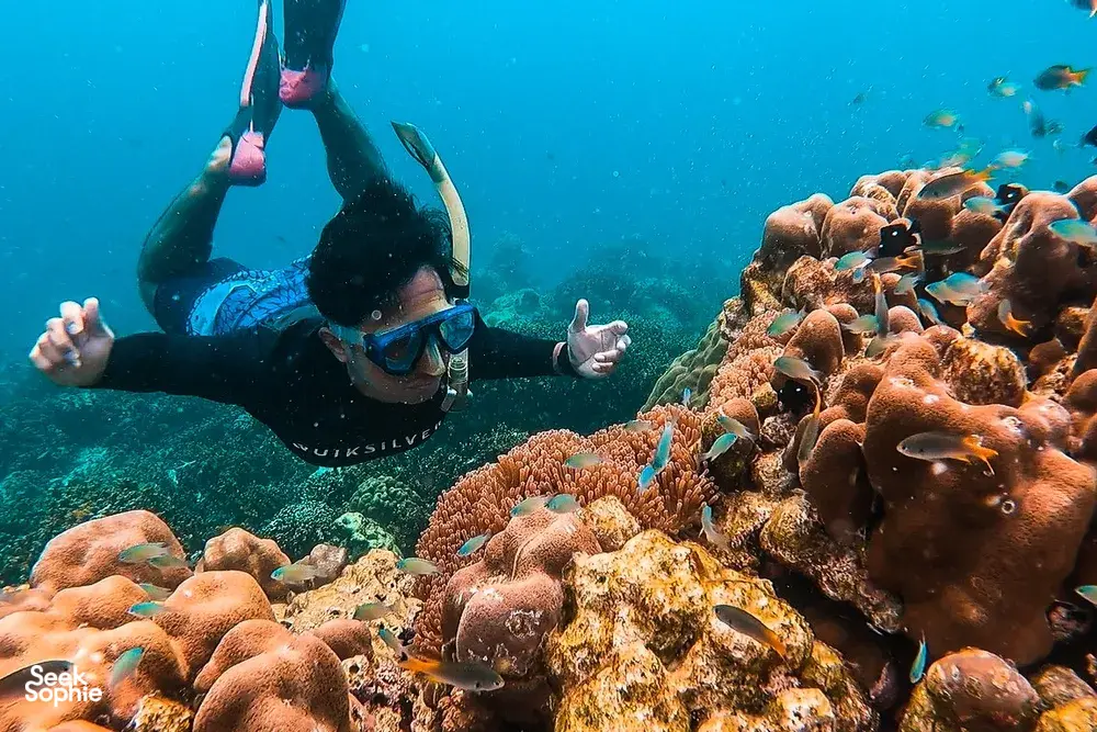 Seek Sophie option picture