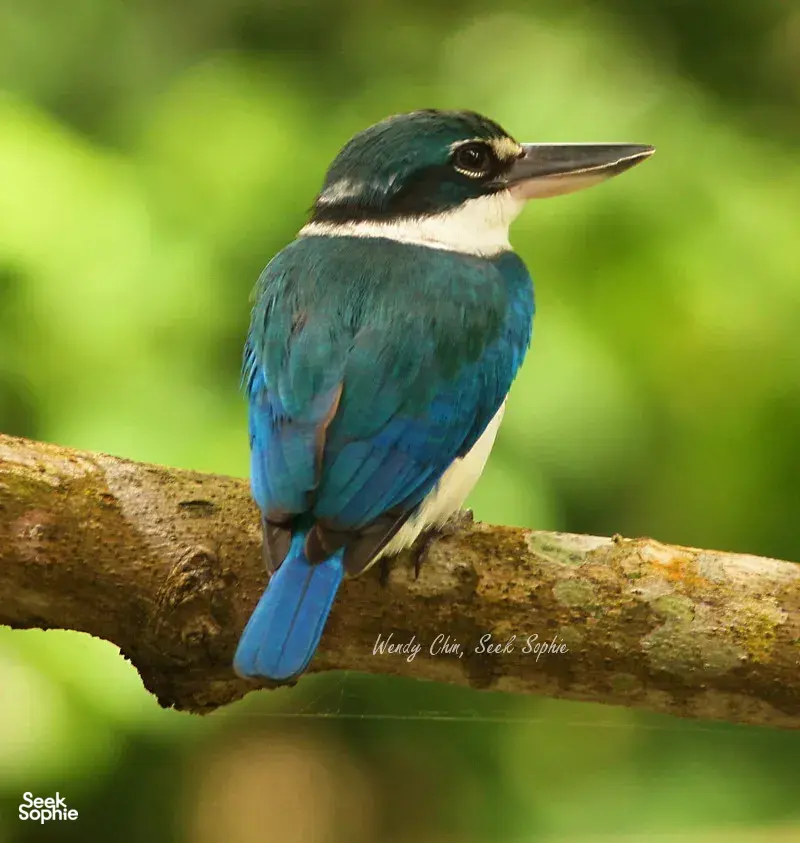 Blue-and-white kingfisher perched on a branch in Langkawi for a naturalist-led birdwatching sighting