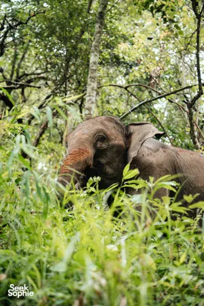Juvenile elephant foraging in lush greenery on an ethical elephant observation trail with Elephant Eco Trails in Chiang Mai
