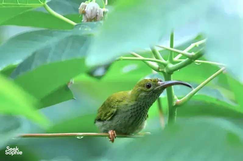 Seek Sophie option picture