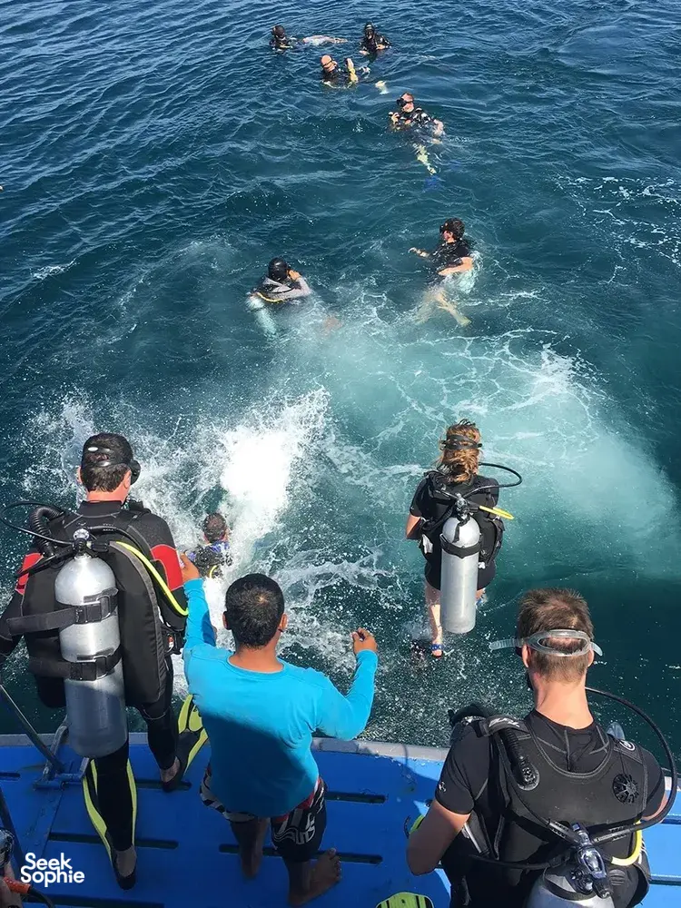 Seek Sophie option picture