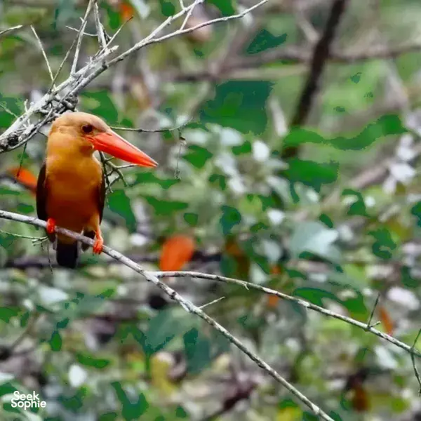 Orange bird perched on a branch in Langkawi, captured during Wendy Nature Guide birdwatching and nature interpretation