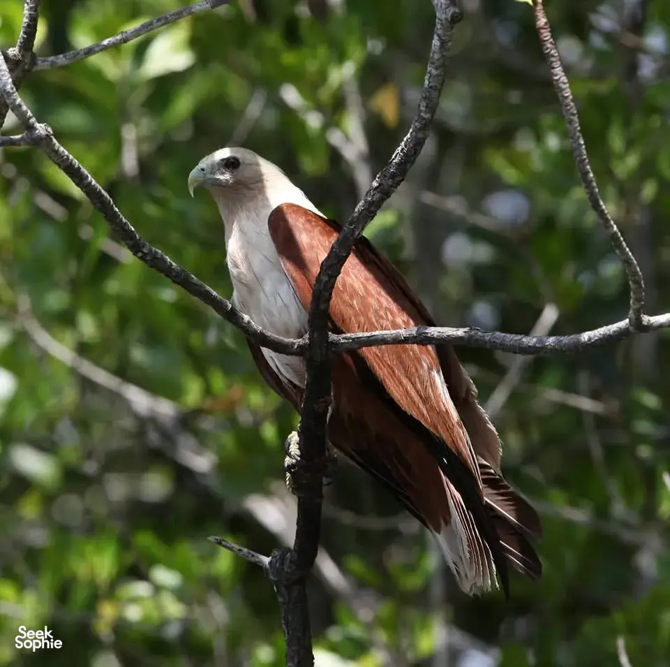 White-faced bird with chest markings perched on a branch in the mangrove forest around Kubang Badak, Langkawi