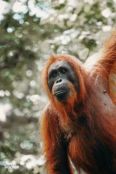 3D2N Shared Tanjung Puting Cruise | Perfect For Solo Travellers