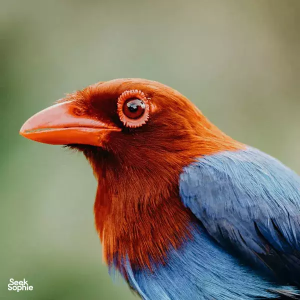 1-day Sinharaja Rainforest | Bird Watching Hike
