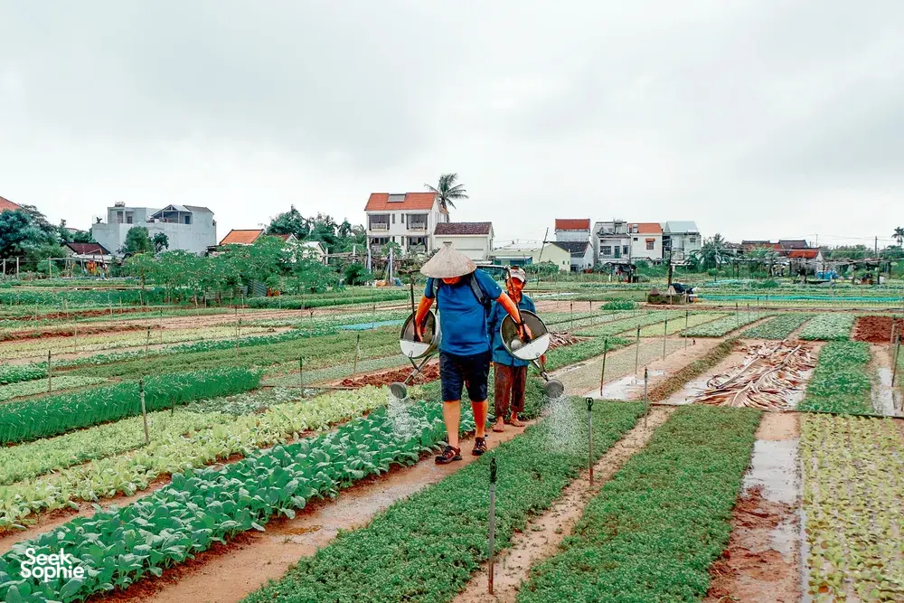 Seek Sophie option picture