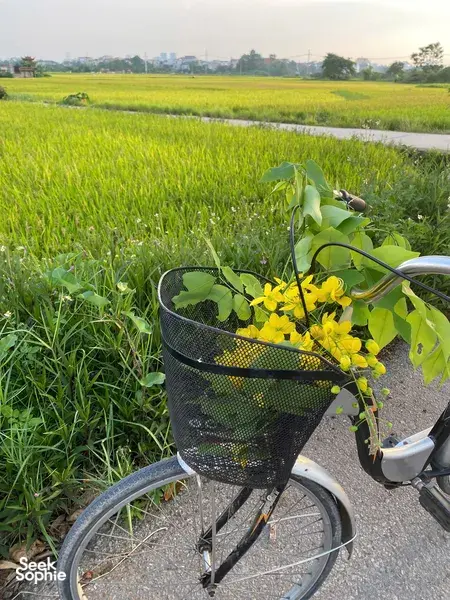 骑行穿过河内红河村落附近的翠绿稻田，眼前是一篮黄色鲜花