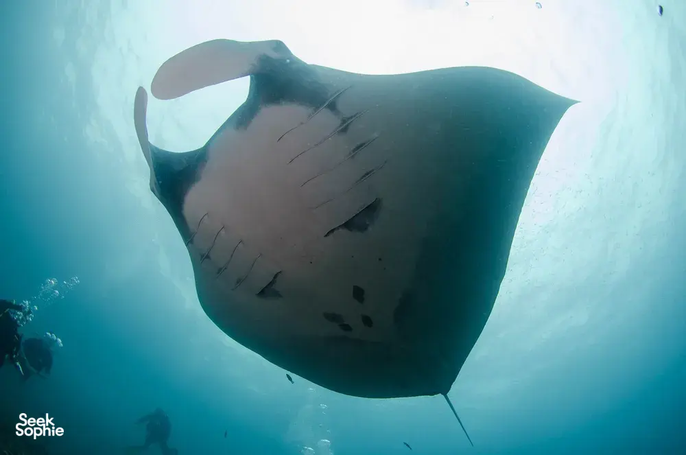 Seek Sophie option picture