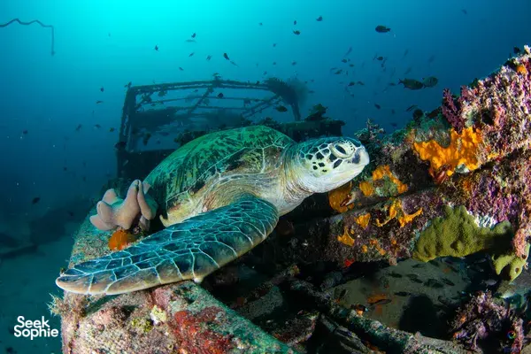 Green sea turtle swimming past a sunken structure on a dive off the Seaventures Dive Rig near Semporna waters